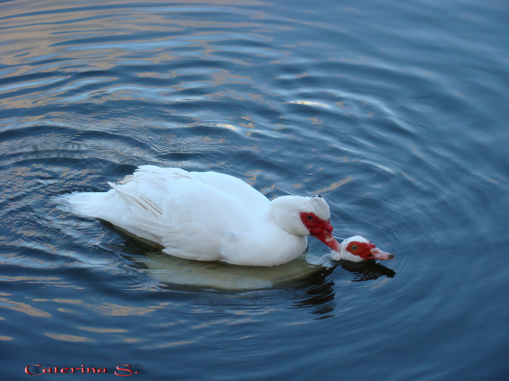 Uccelli acquatici